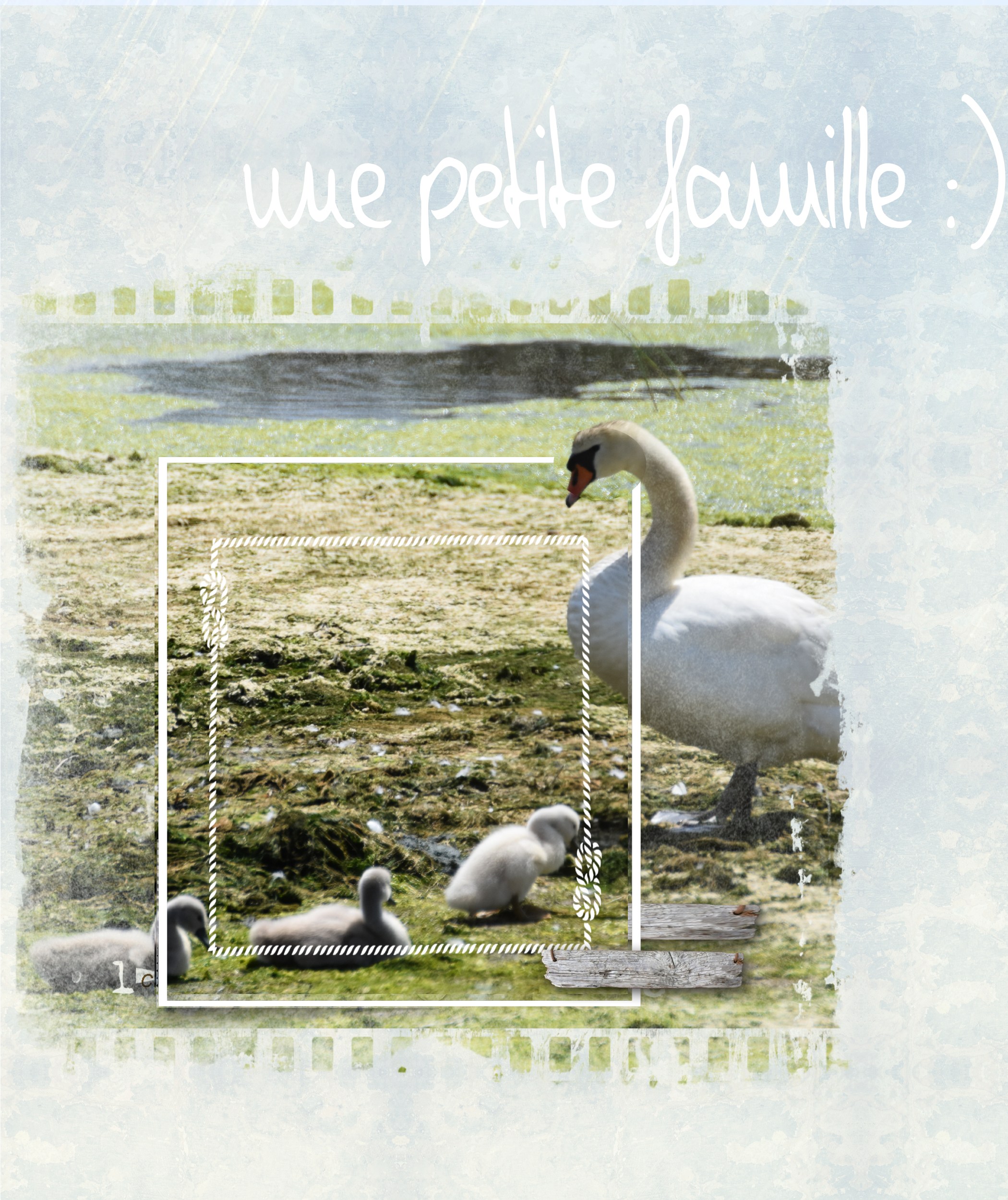 mlm Les Cygnes de Trégunc