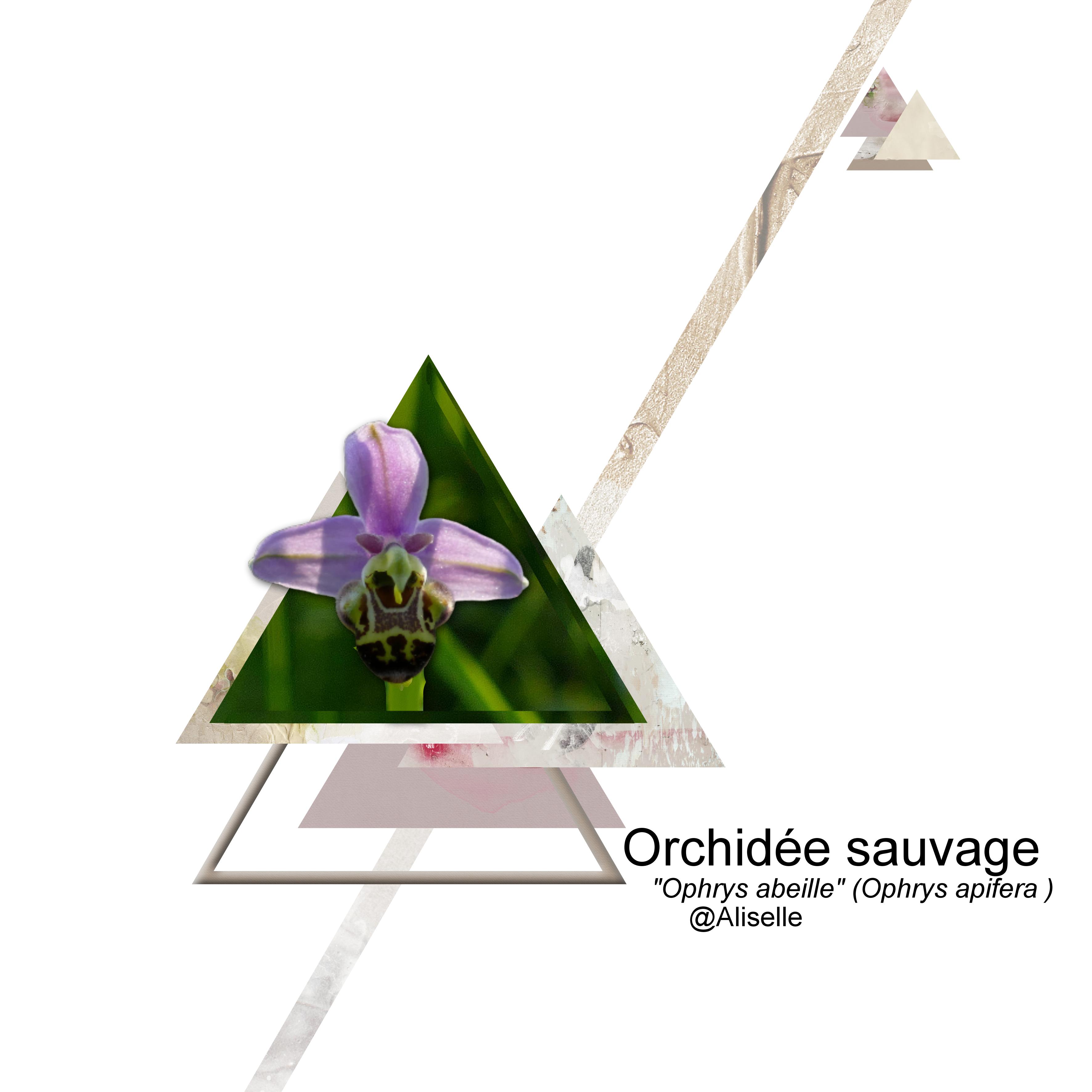 mlm Orchidée - version corrigée