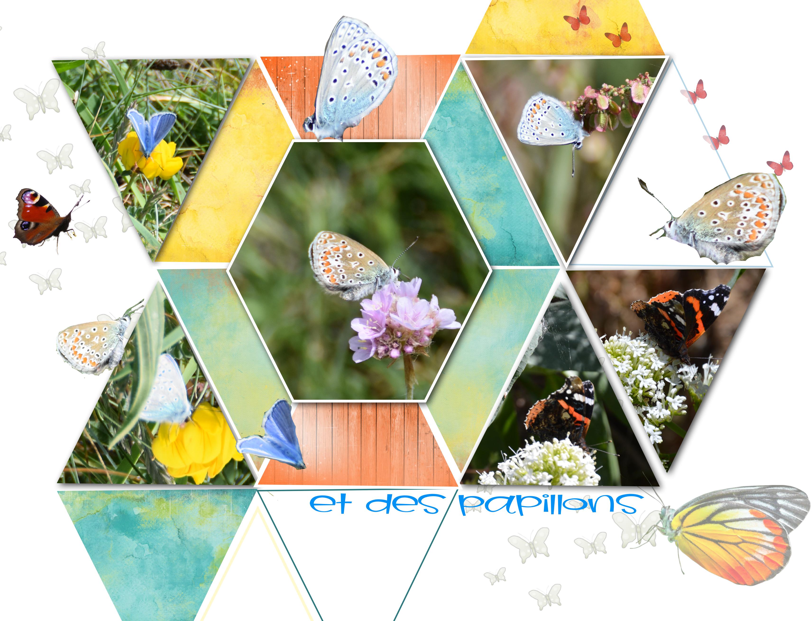 mlm PAPILLONS