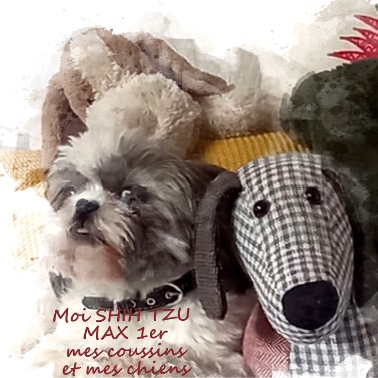 moi,  SHIH  TZU MAX 1ER mes coussins et mes chiens.jpg