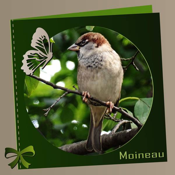 MOINEAU