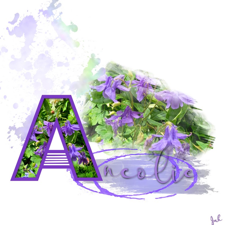 moison clean ancolie .jpg