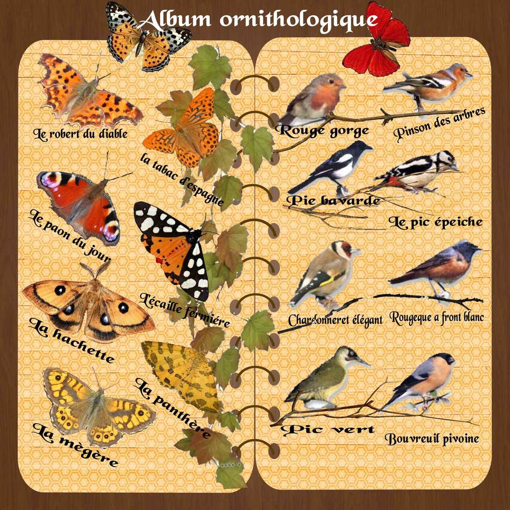 Mon album ornotholoqique