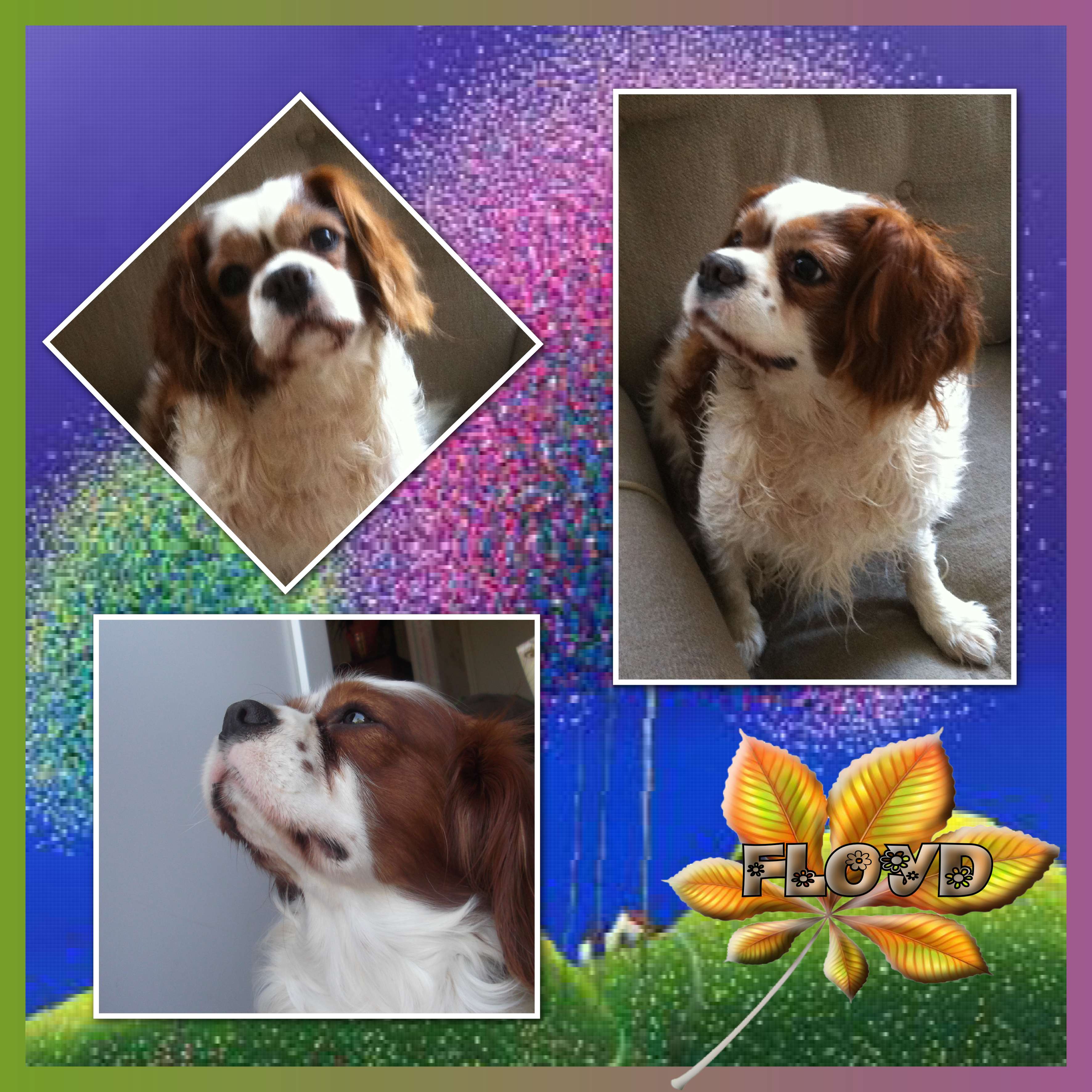 MON CHIEN FLOYD (1).jpg