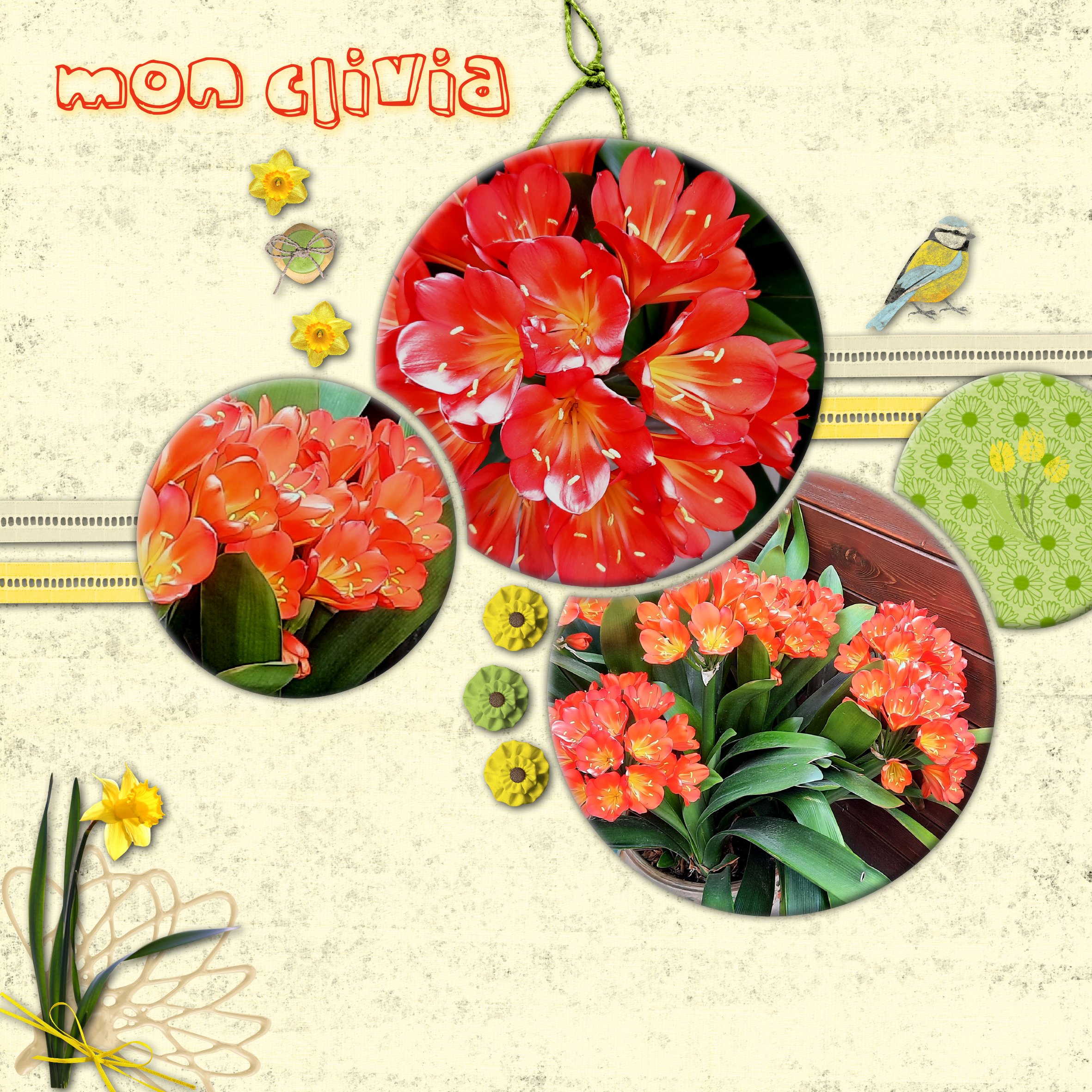 mon  clivia 2023.jpg