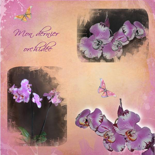 mon dernier orchidée