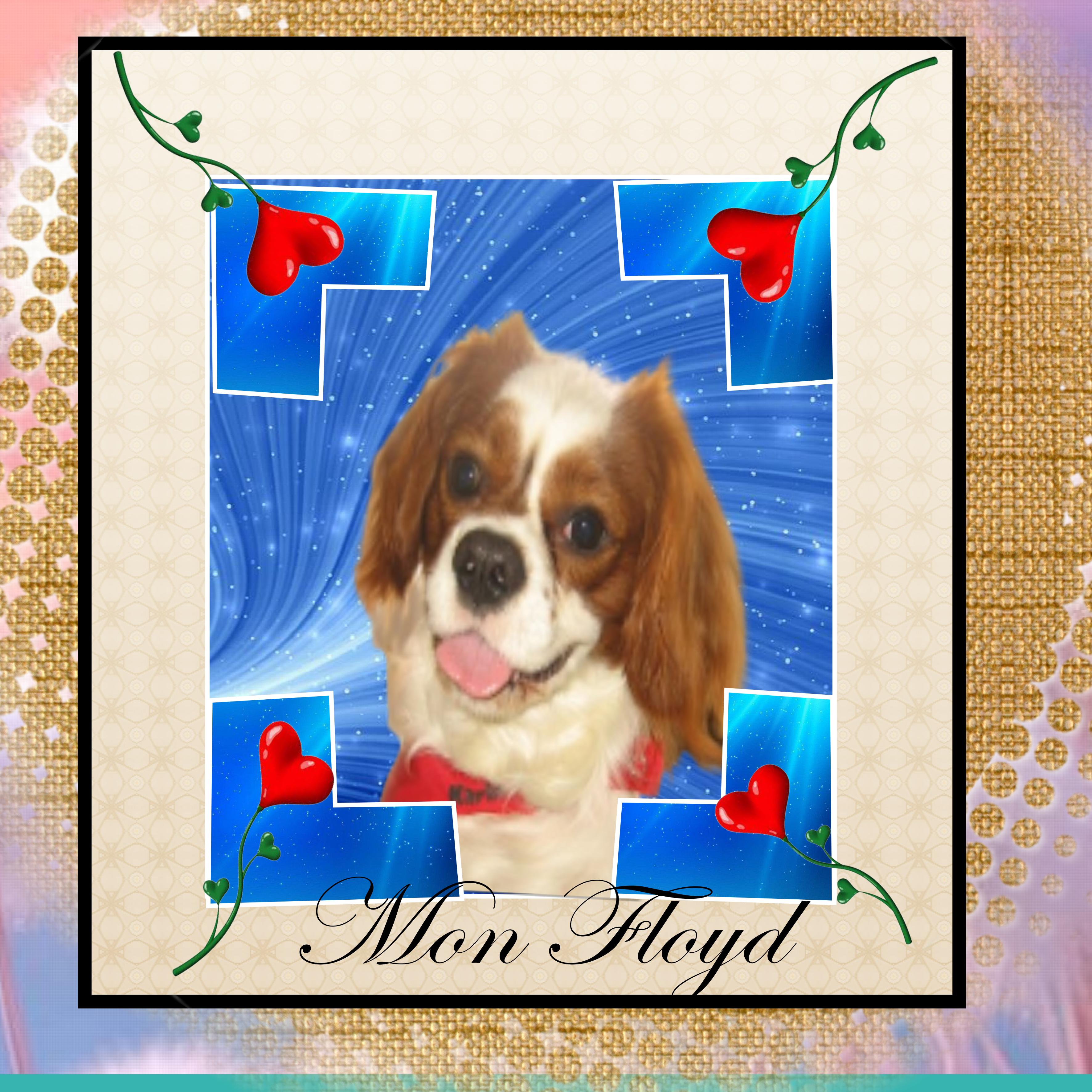 mon floyd dejas six mois que tu n est plus la.jpg