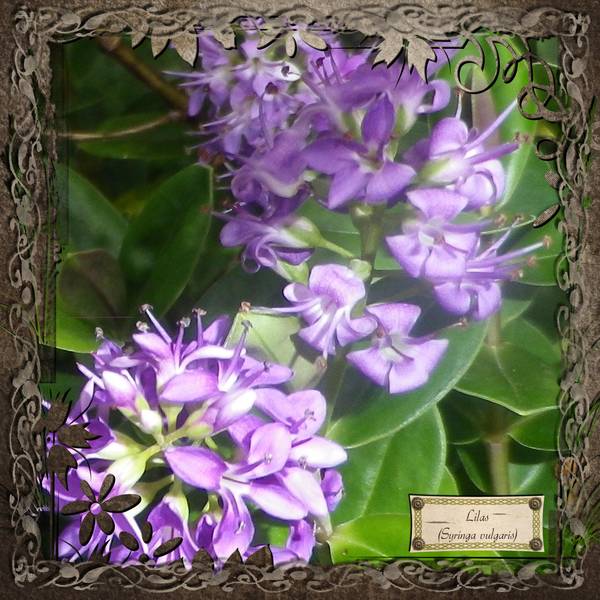Mon Lilas