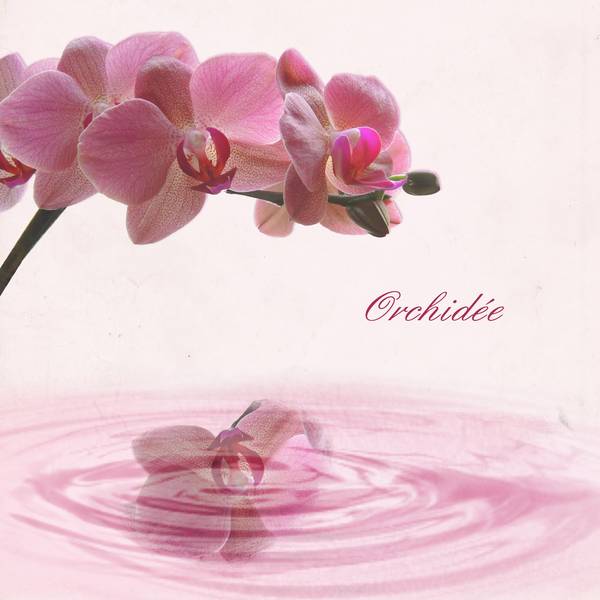 mon orchidée