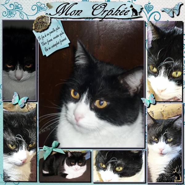 MON ORPHEE   â™¥