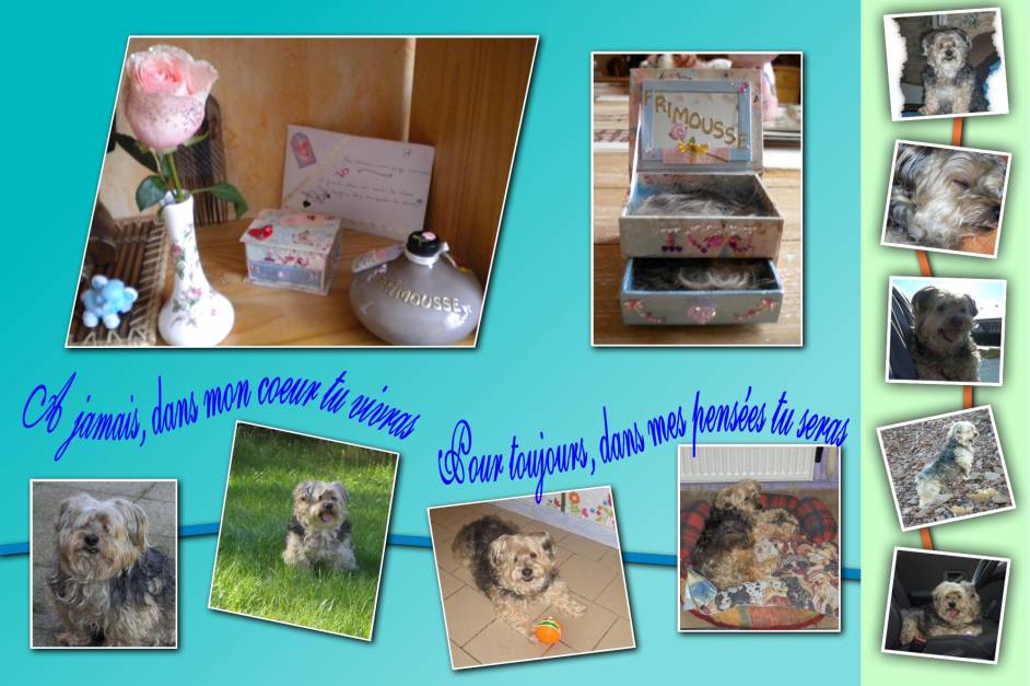 mon petit ange, mon amour à poils