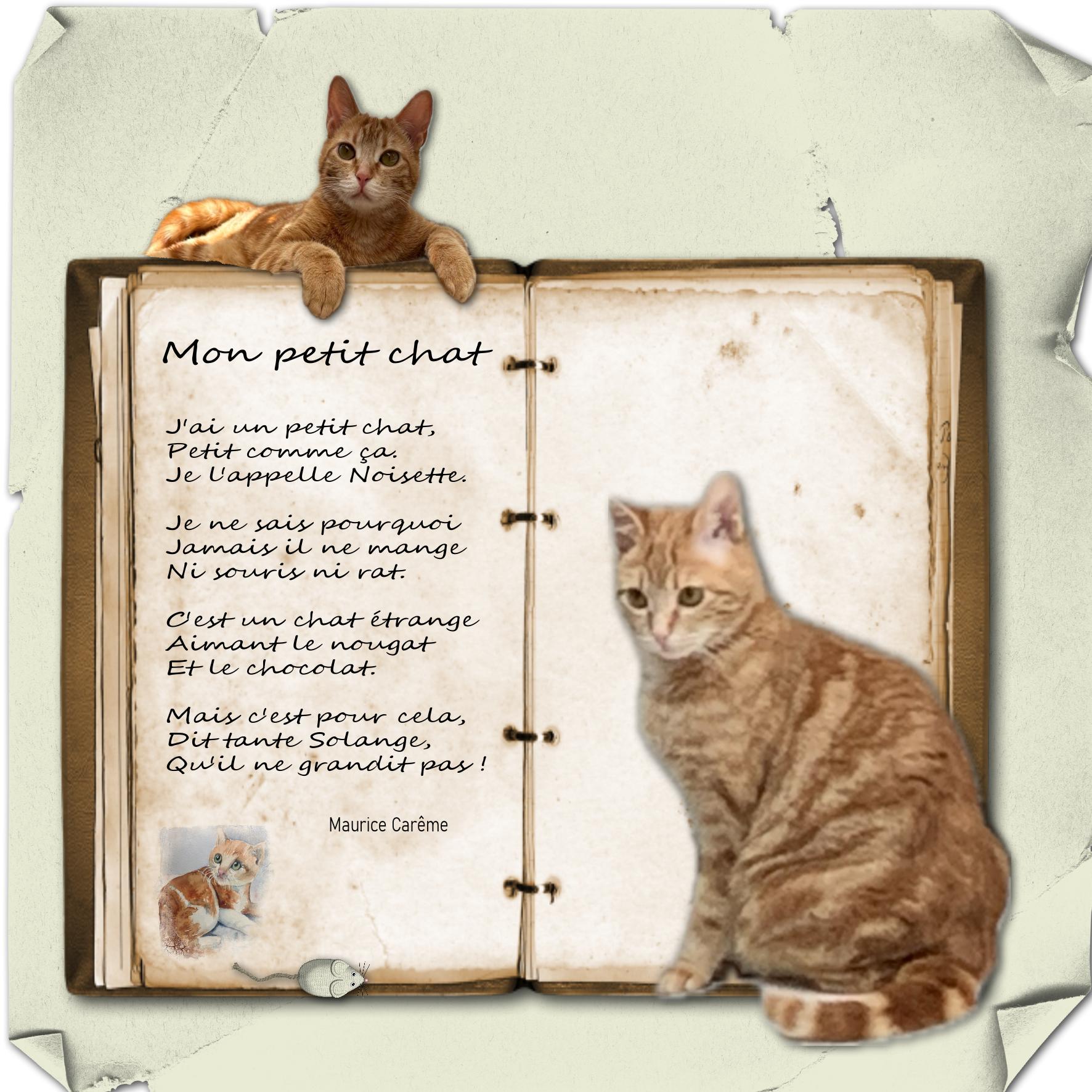 mon petit chat.jpg