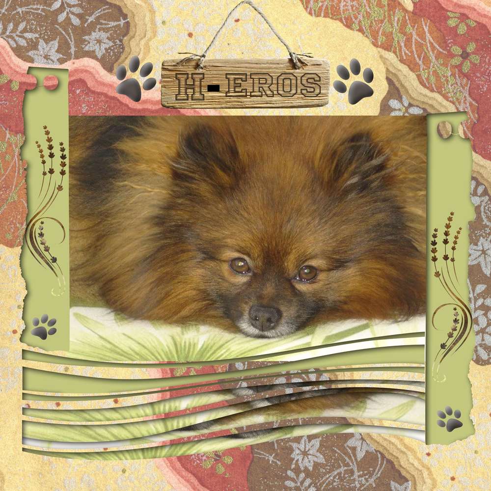 Mon petit chien H-EROS