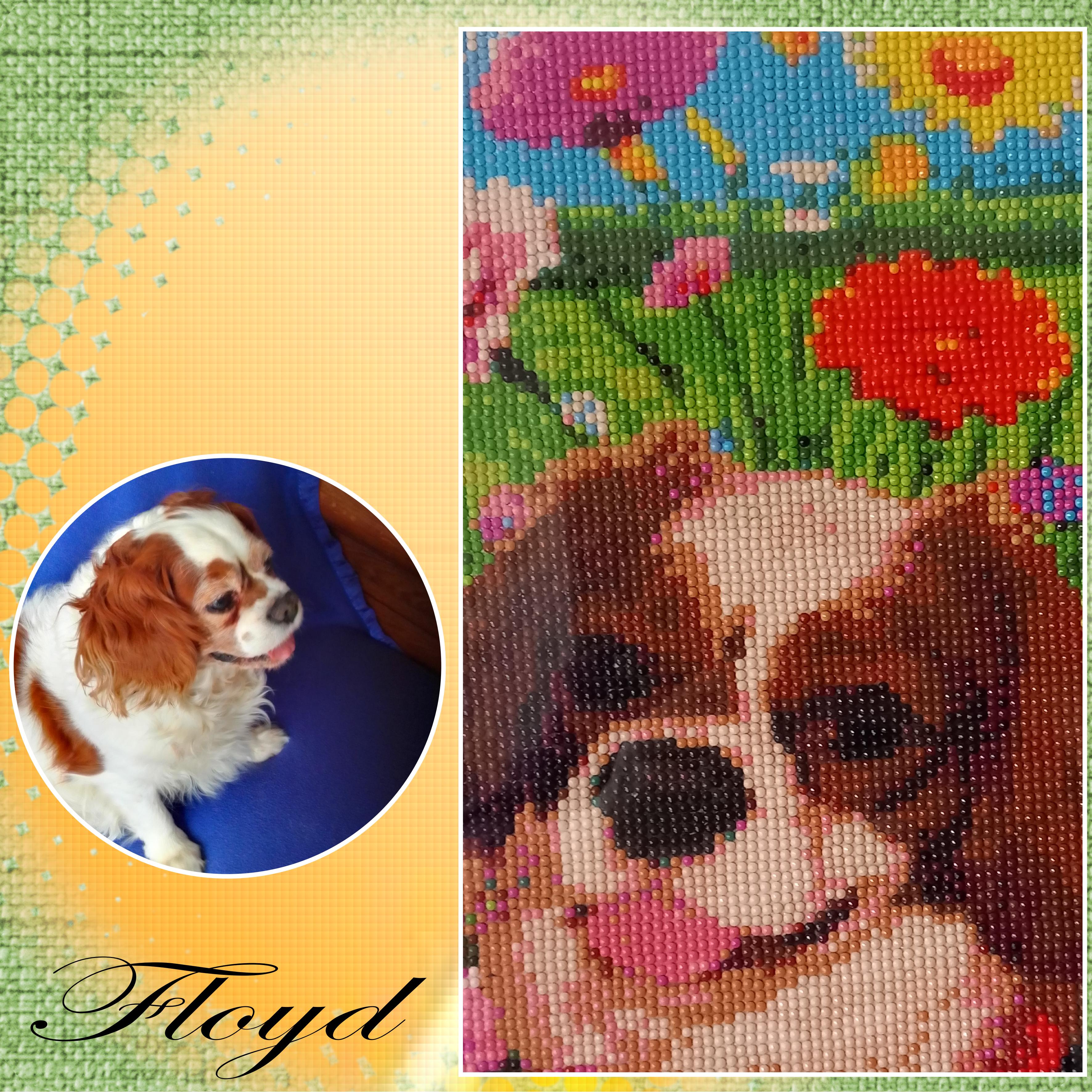 mon  petit   FLOYD.jpg