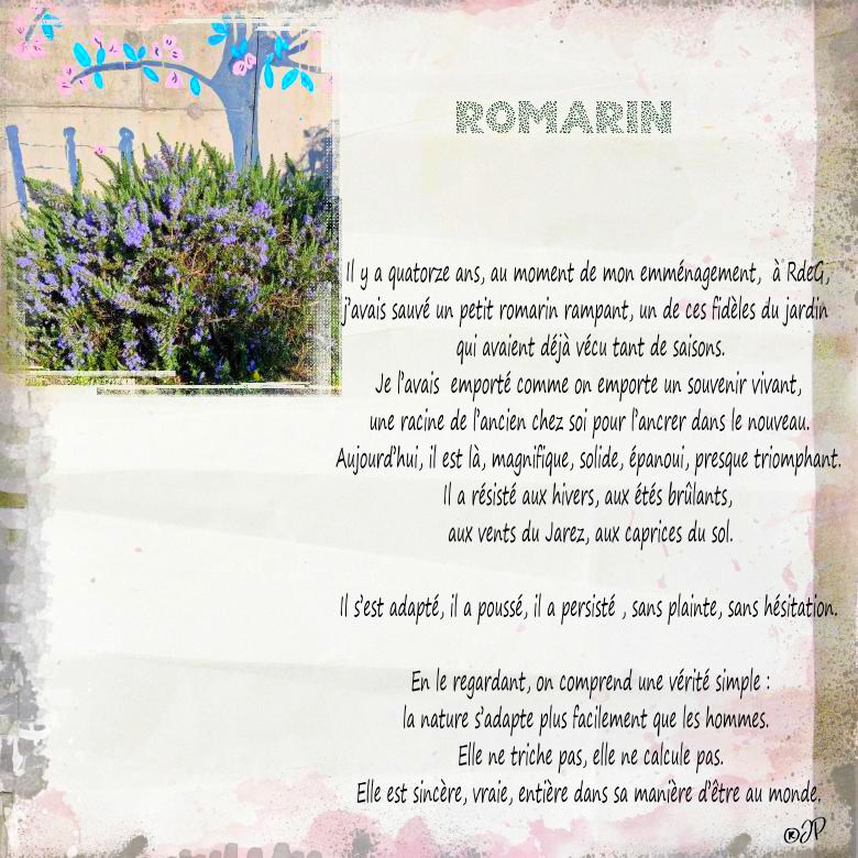 mon romarin.jpg