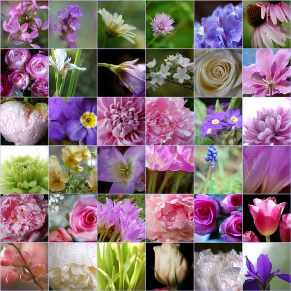 Mosaîque absolute  flower