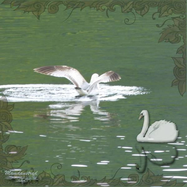 mouette4