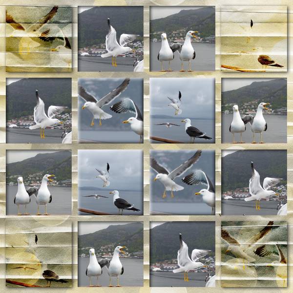 mouettes7