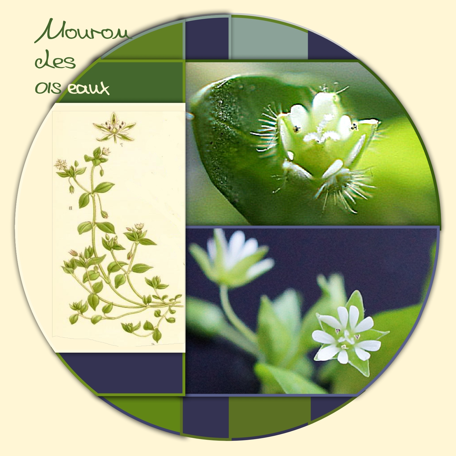 mouron des oiseaux.jpg