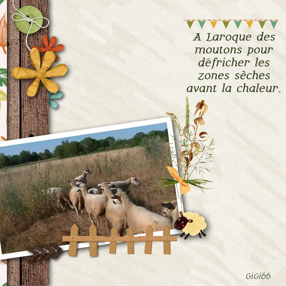 Moutons-Juin2020