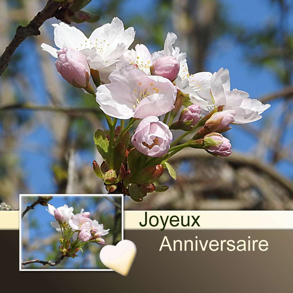 MOYSON (MAMYROSE) -J OYEUX ANNIVERSAIRE