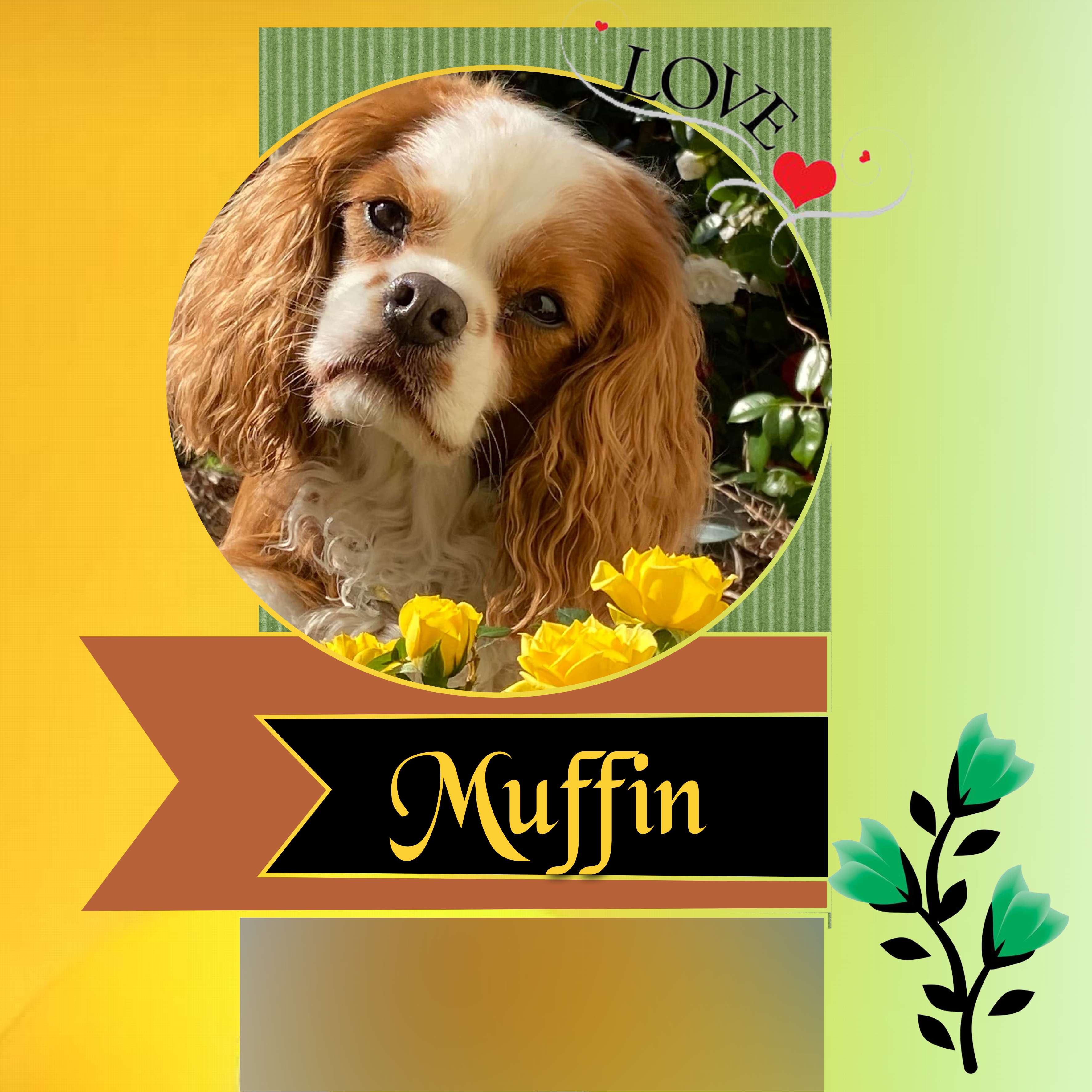 muffin le petit chien.jpg