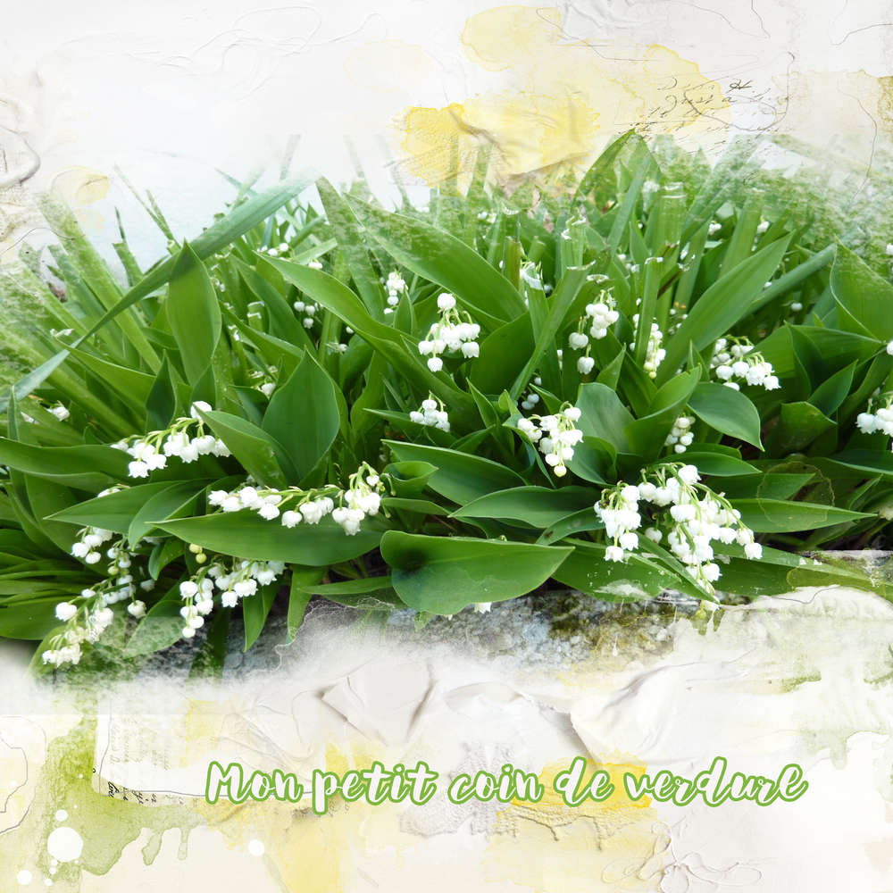 Muguet