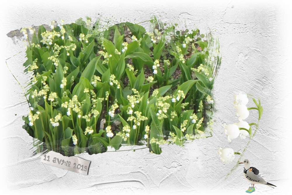 muguet