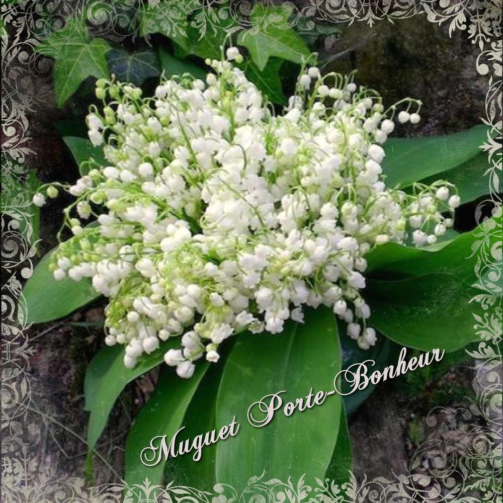 muguet_porte-bonheur_Huguette