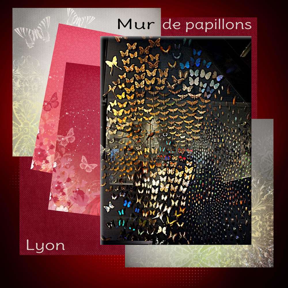 Mur de papillons