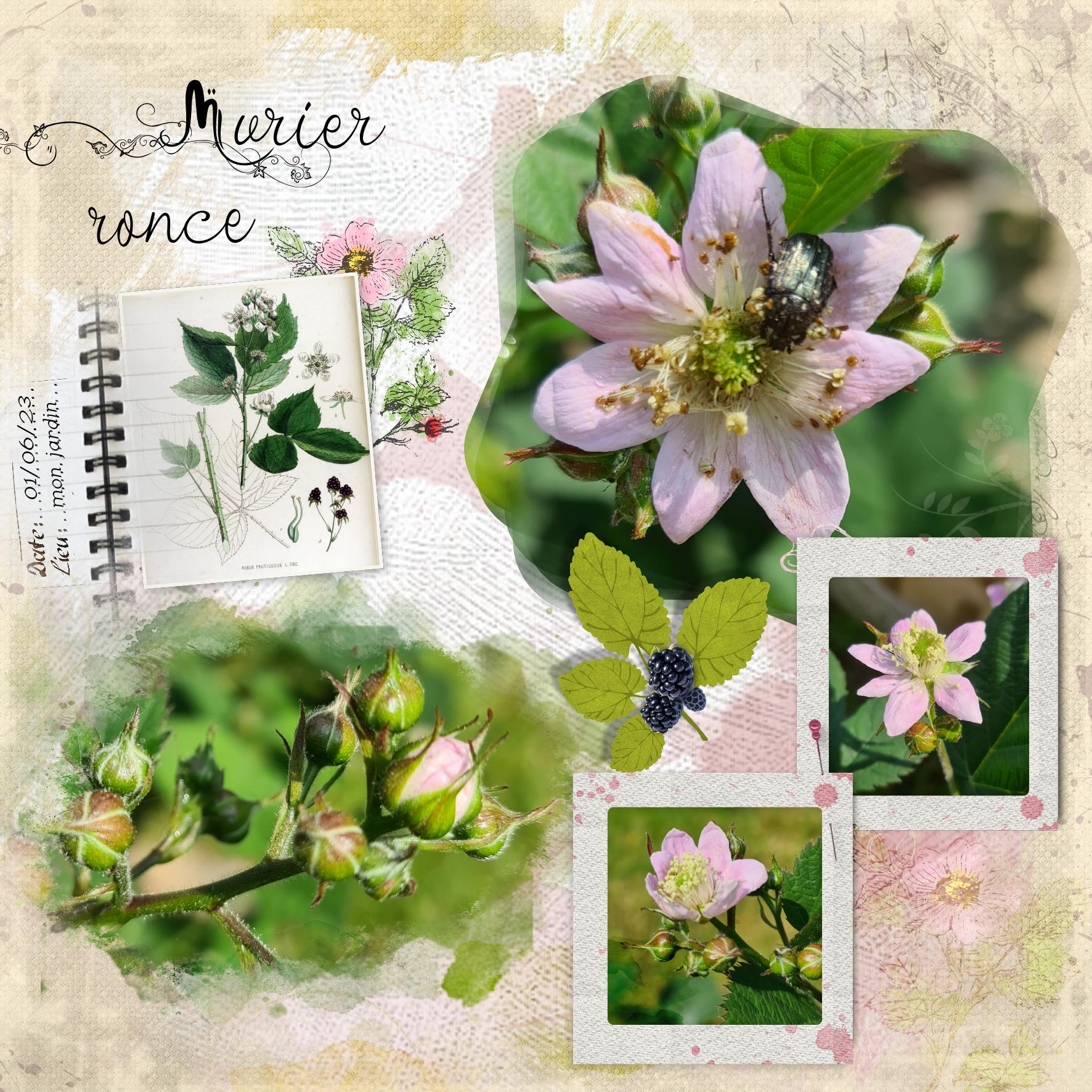 murier ronce juin 2023.jpg