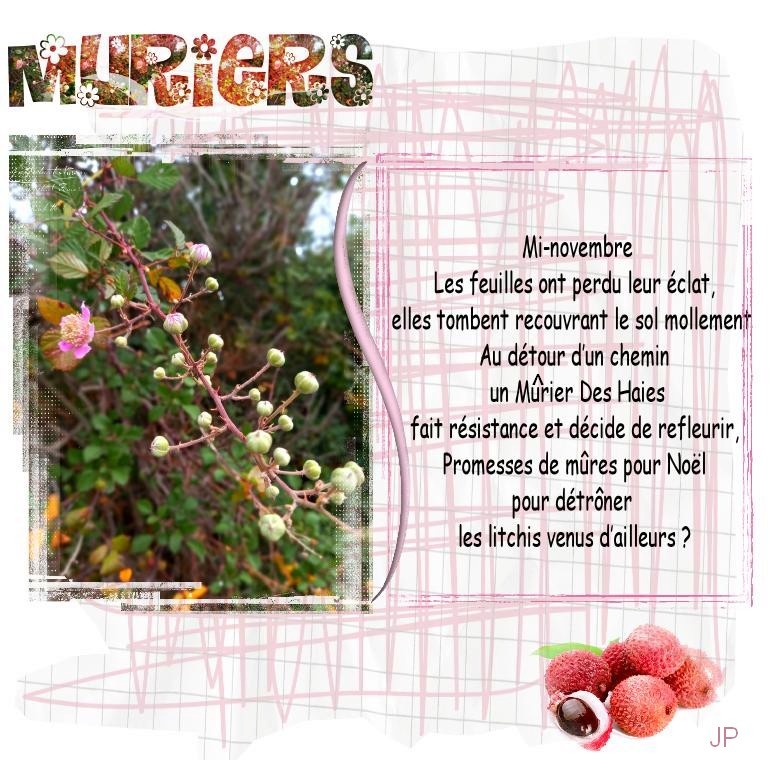 mûriers en  novembre.jpg