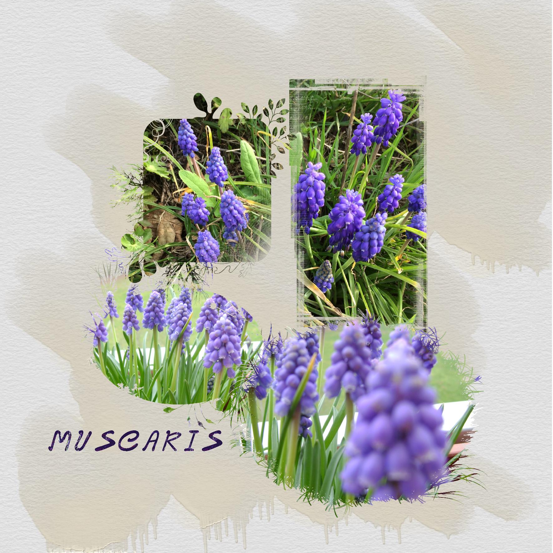 muscari.jpg