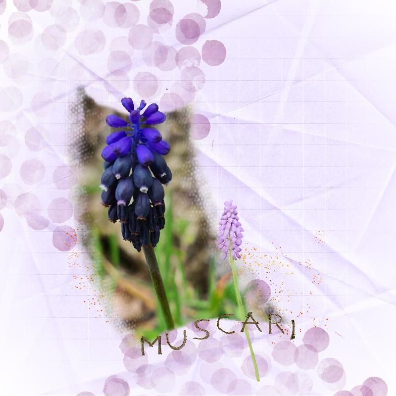muscari mars 2022.jpg