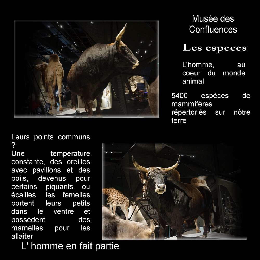 Musée des Confluences 3