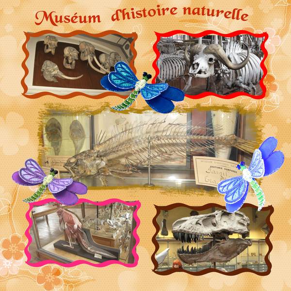 muséum d'histoire  de Paris