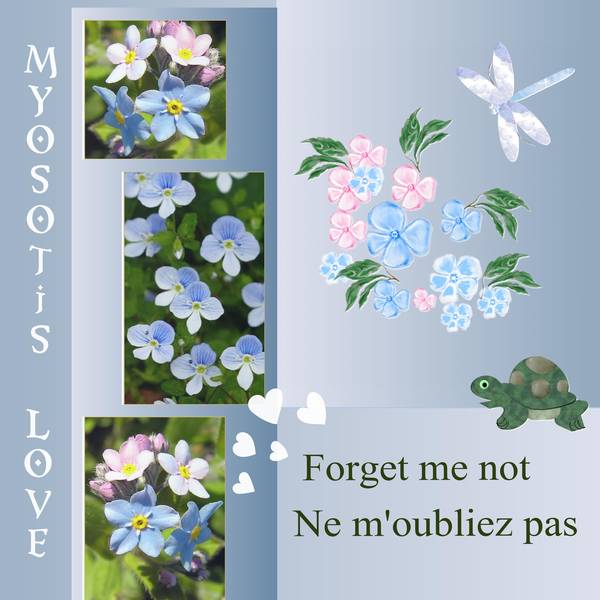 MYOSOTIS  - FORGET ME NOT - NE M'OUBLIEZ PAS