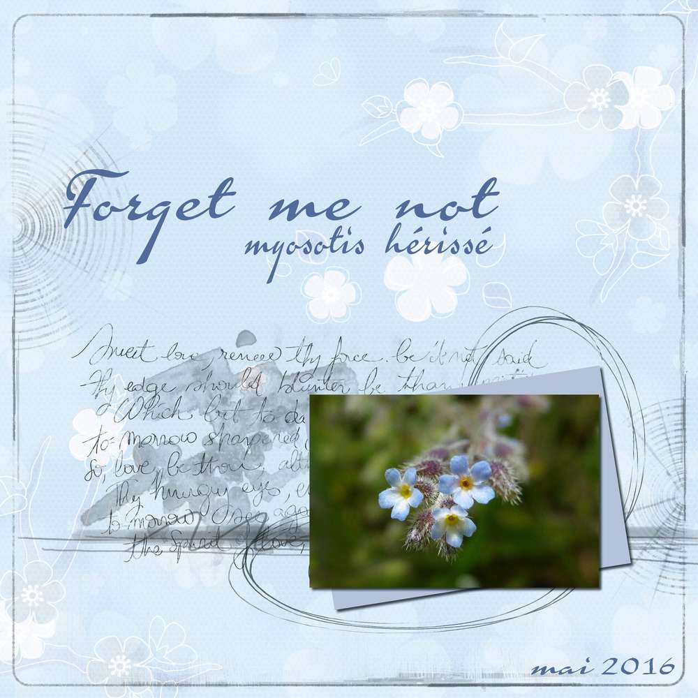 Myosotis
