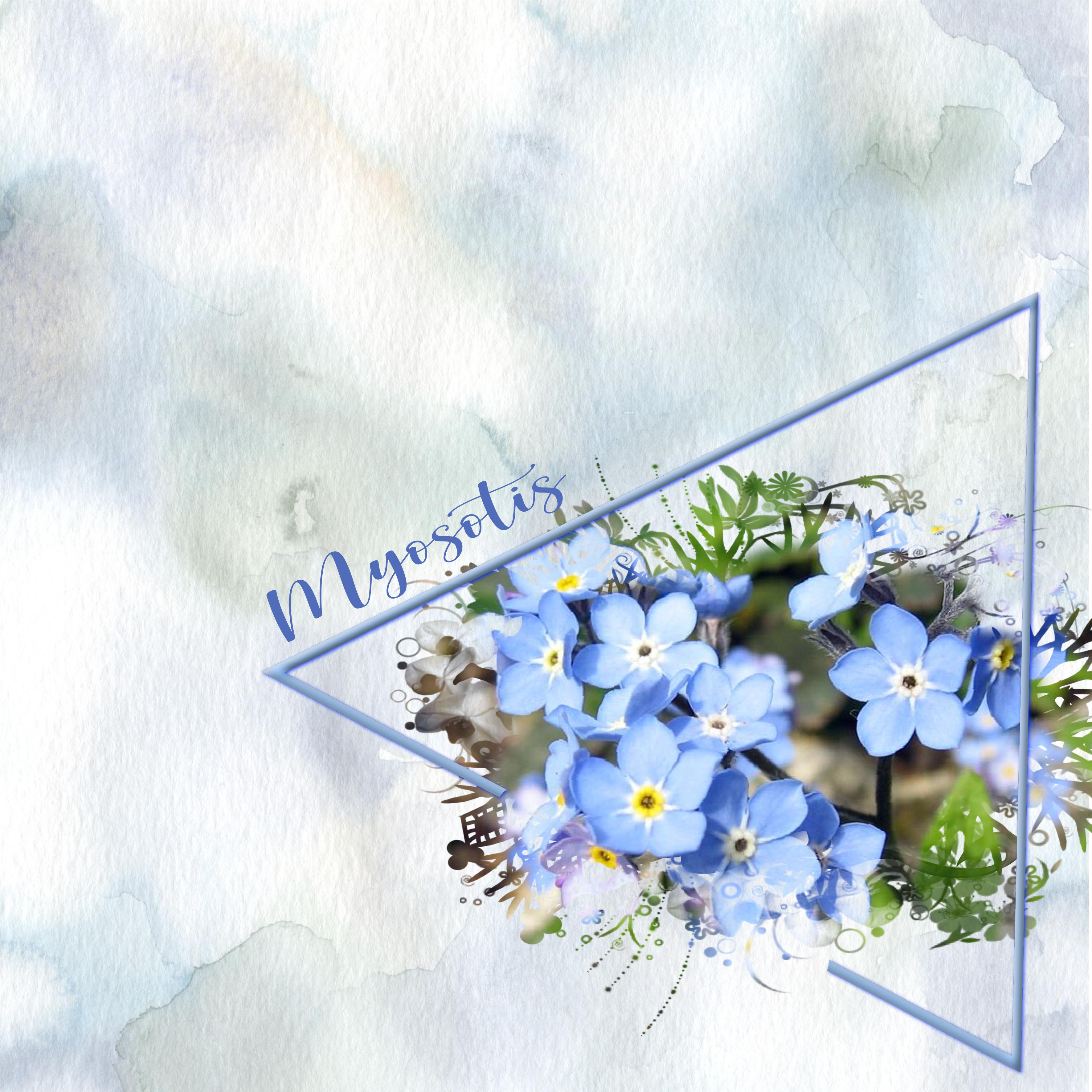 myosotis