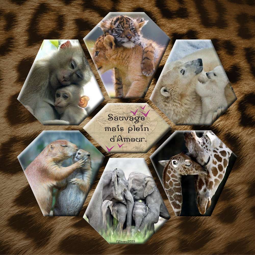 N16_sauvage_du_17-10-19