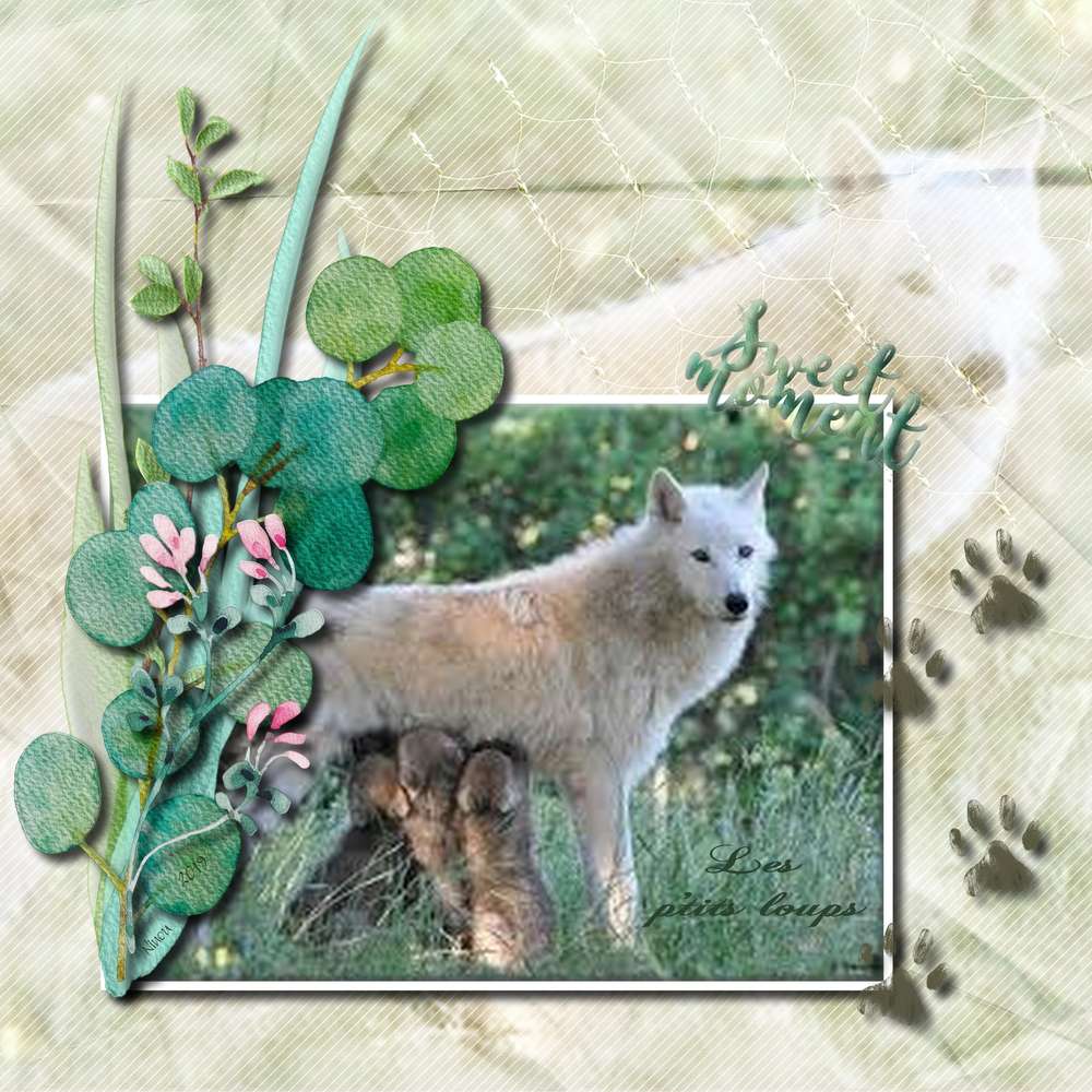 N1_loups_du_01-10-19