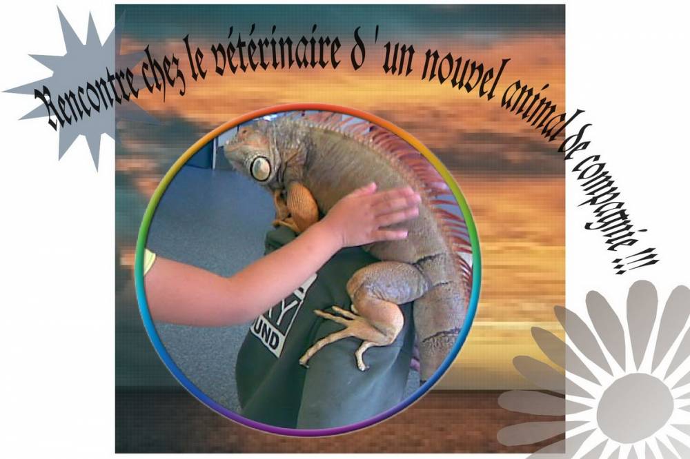 NAC Un nouvel animal de compagnie
