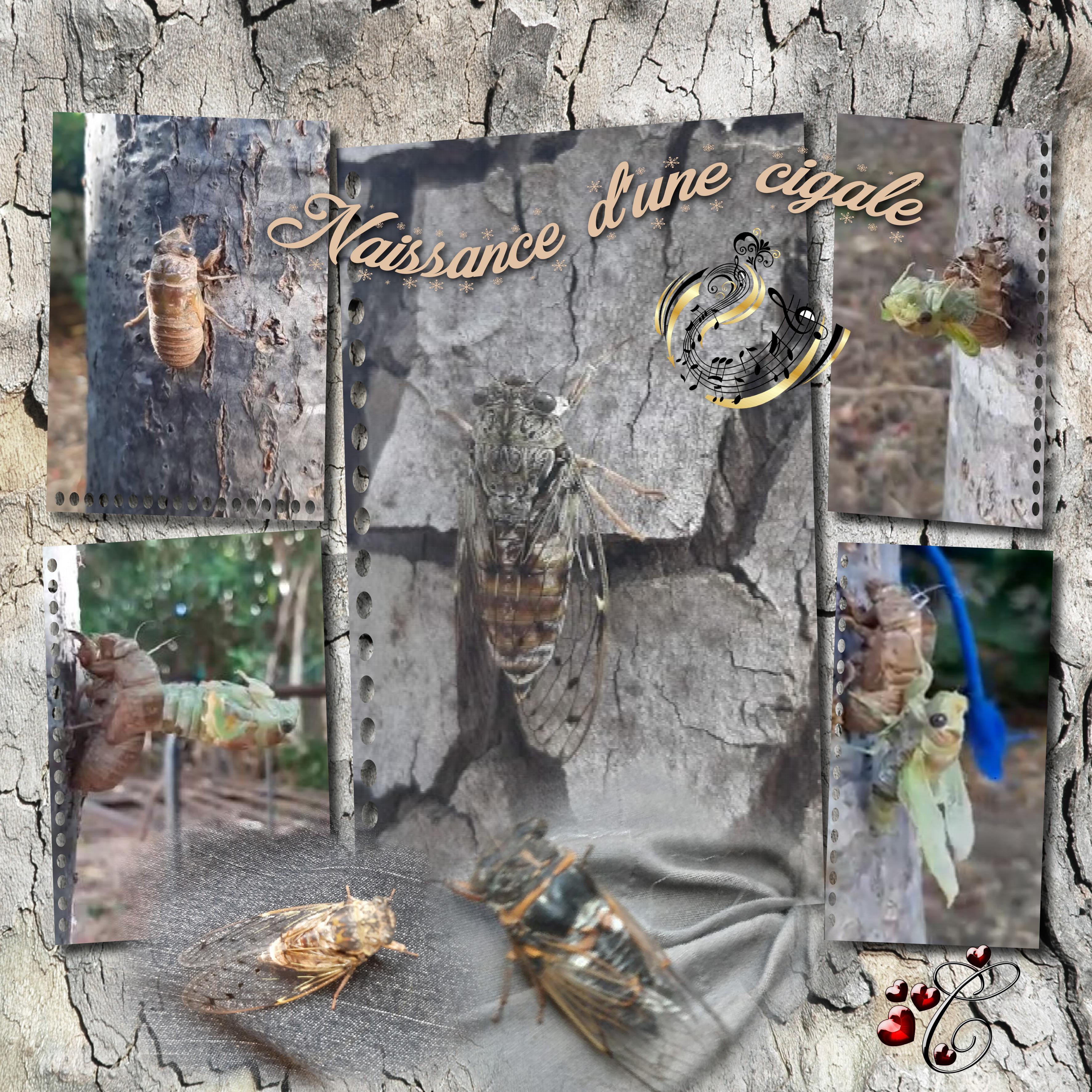 naissance d'une cigale 00.jpg