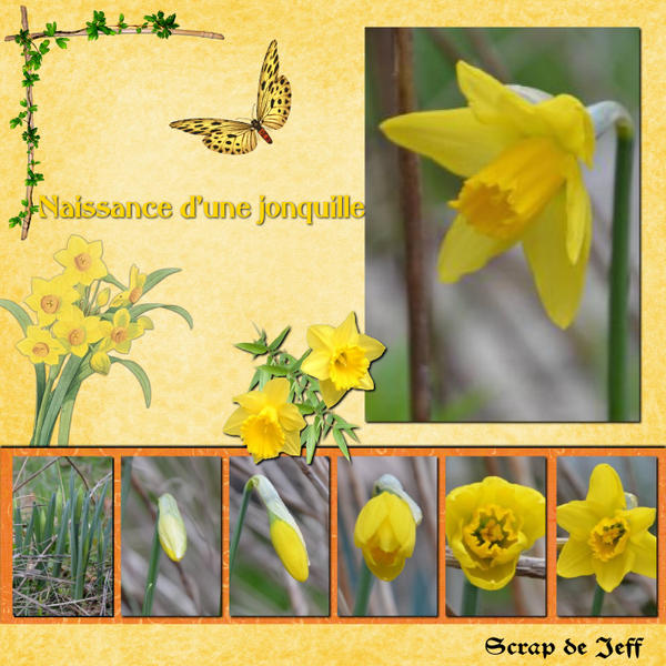 Naissance d'une jonquille.