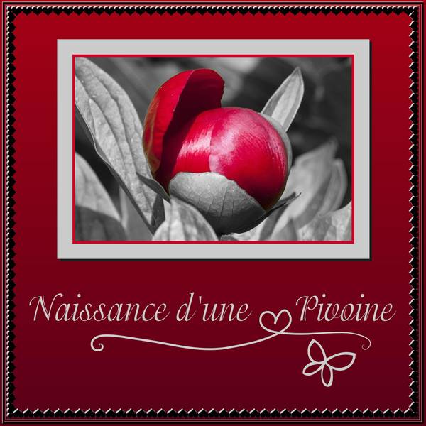 NAISSANCE D'UNE PIVOINE