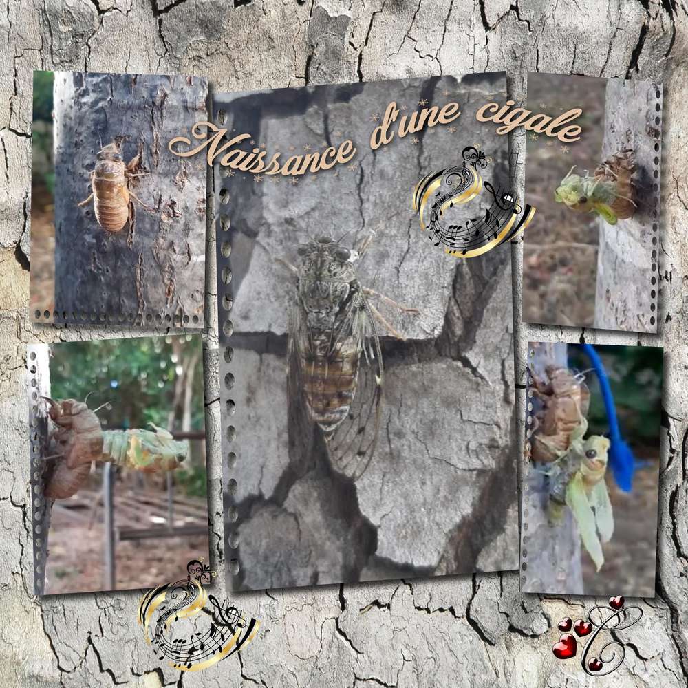 naissance_d_une_cigale