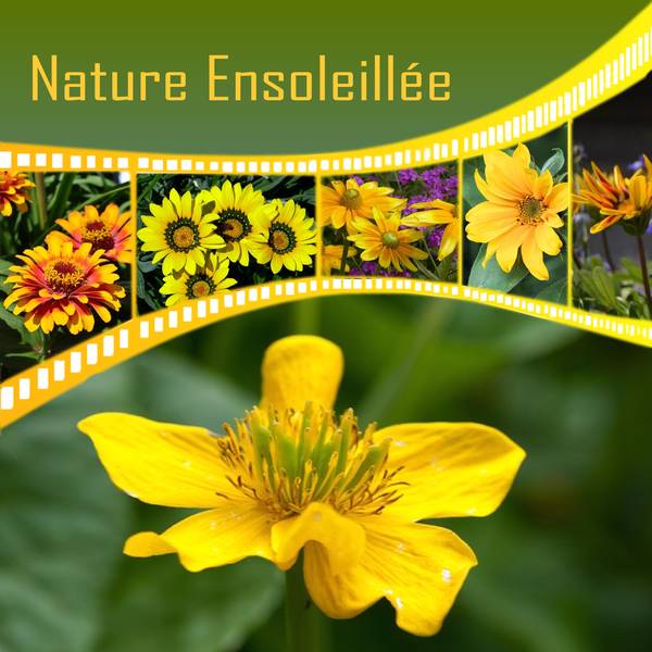 NATURE ENSOLEILLEE