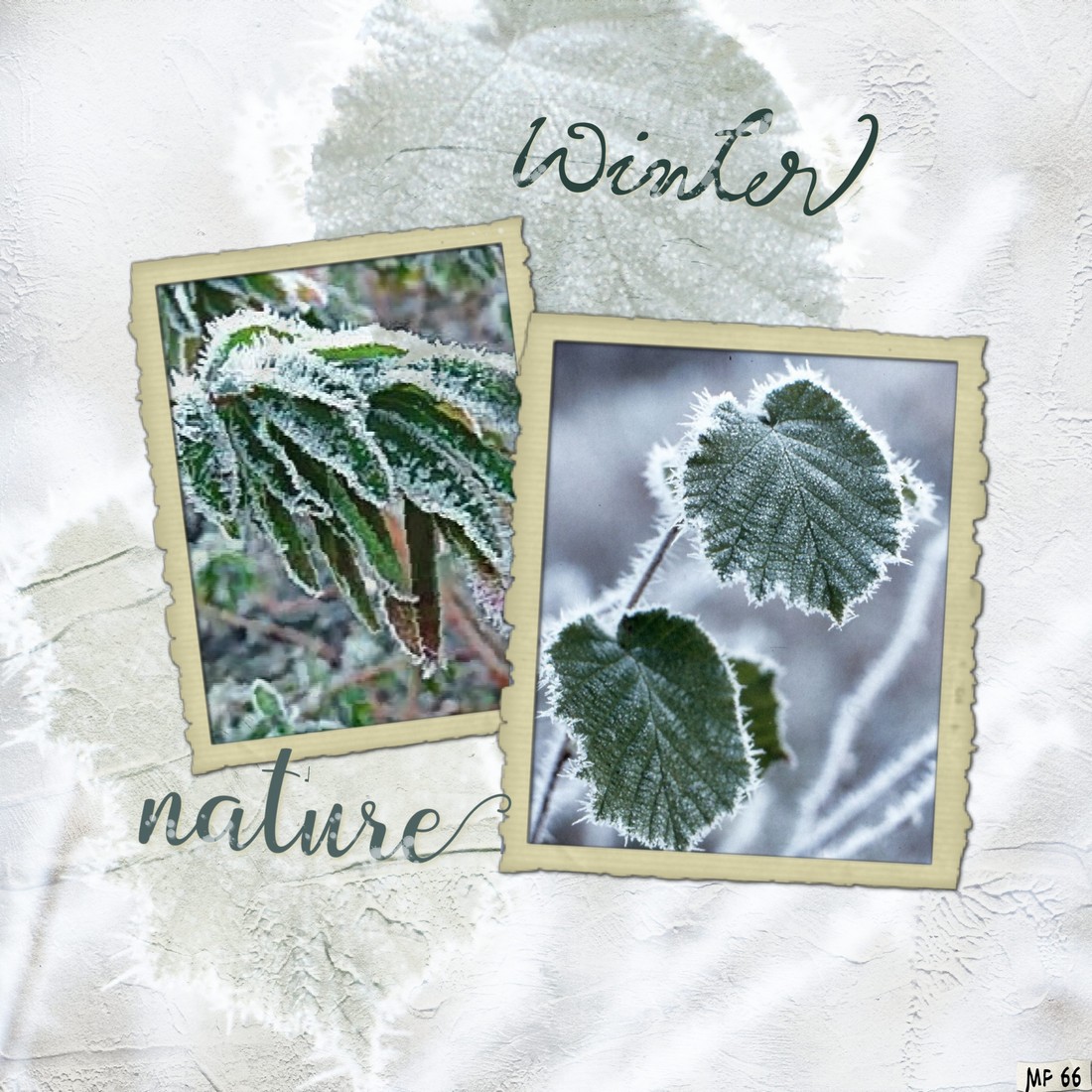 nature givre hiver.jpg