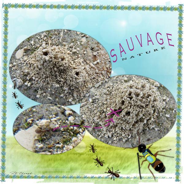 Nature sauvage !