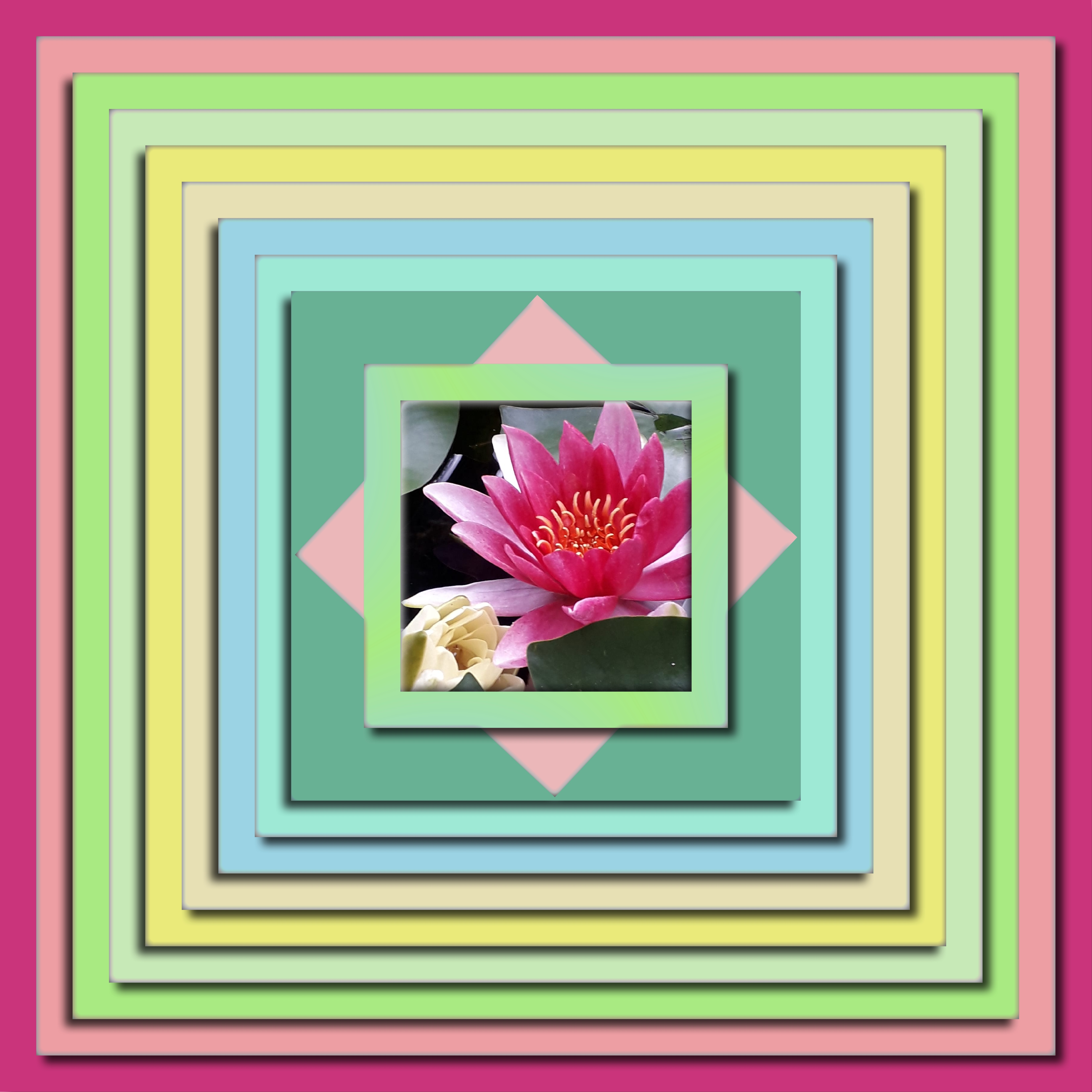 nénuphar de mon bassin ombres alternees.jpg